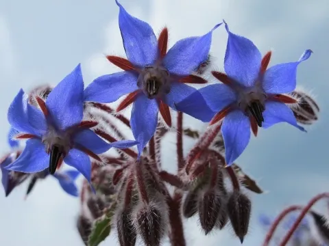 Borage Oil