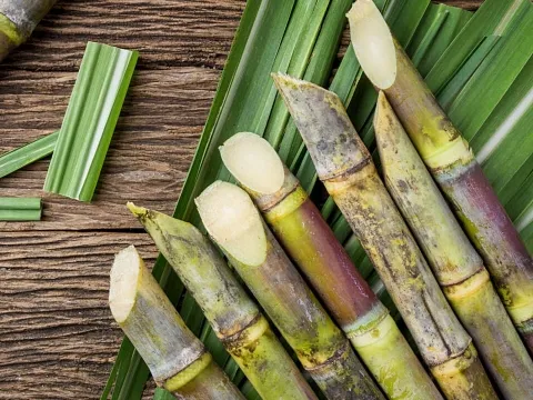 Sugarcane Fiber