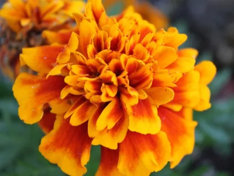 Marigold Extract (Lutein)