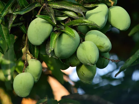 African Mango Seed Extract