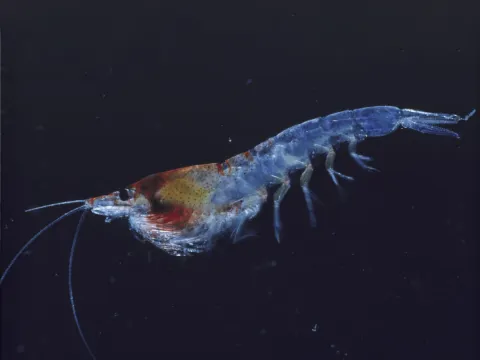 Lysoveta® an LPC rich oil extract from krill