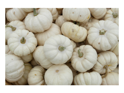 White Pumpkin Powder
