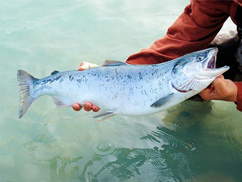 SalmoFer® 鮭魚血蛋白