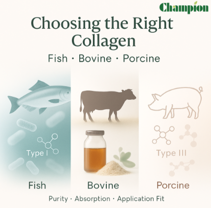 Choosing the Right Collagen for Your Product Line: Fish, Bovine, or Porcine