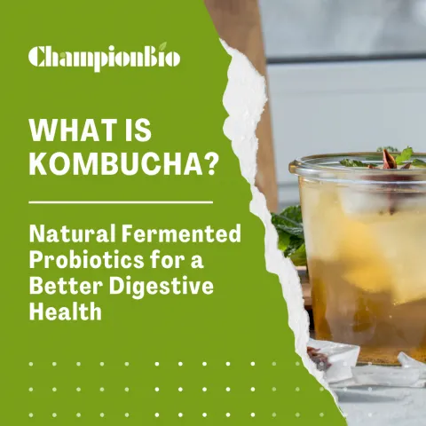 What is Kombucha? Natural Fermented Probiotics for a Better Digestive Health