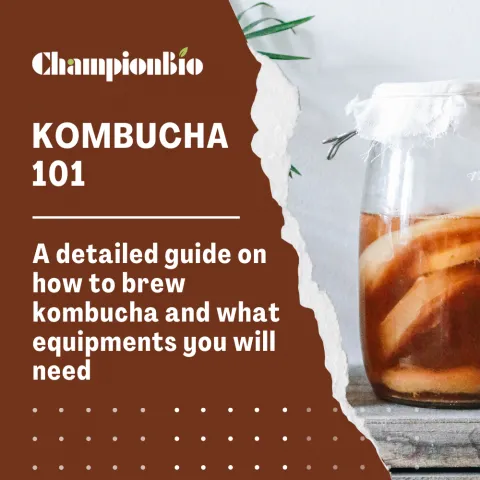 Kombucha 101: A detailed guide on how to brew kombucha and what equipments you will need