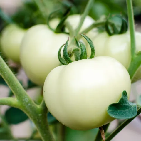 Nature’s Miracle: White Tomato Powder Supplements